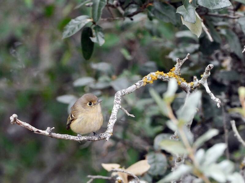 Vireo di Hutton, Foto 2