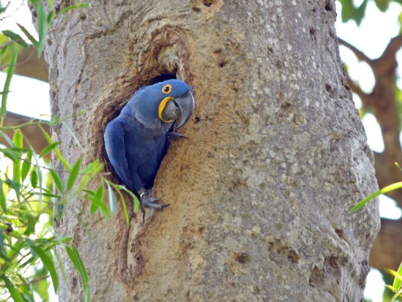Hyacinth Macaw (Anodorhynchus hyacinthinus)