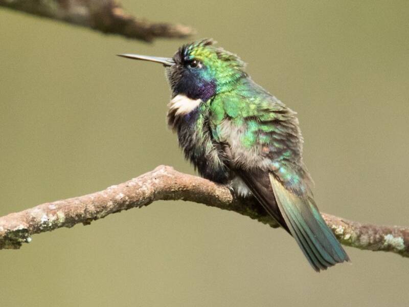 Colibrí de casco