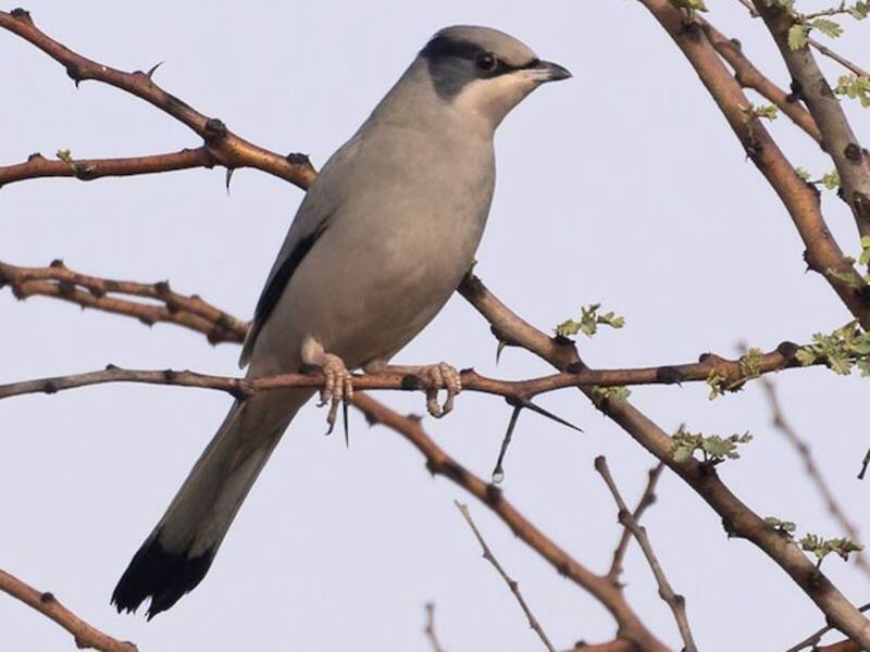 Hypocolius (Hypocolius ampelinus)