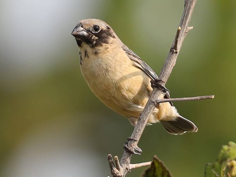 Ibera Seedeater, Photos 4