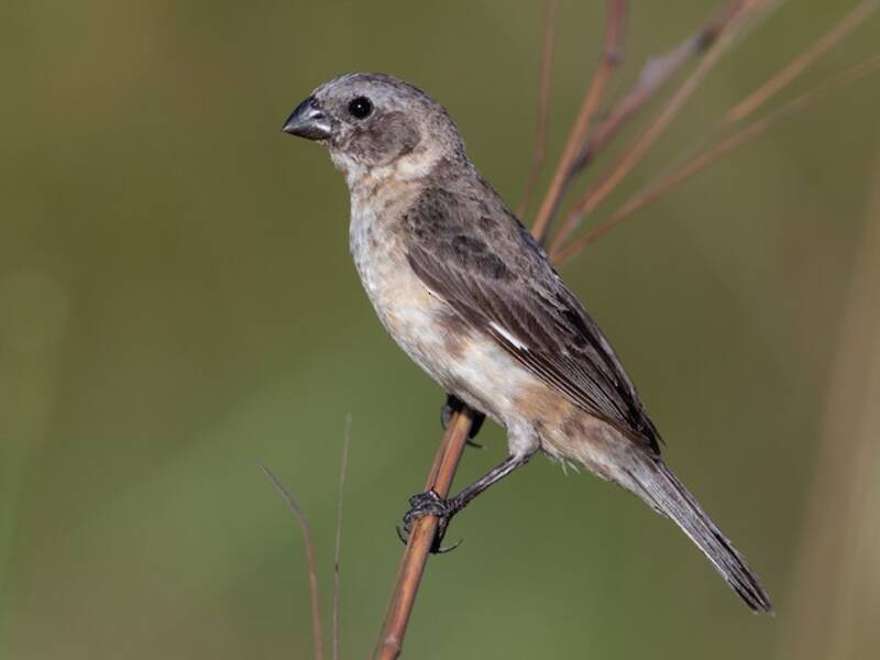 Ibera Seedeater, Photos 3