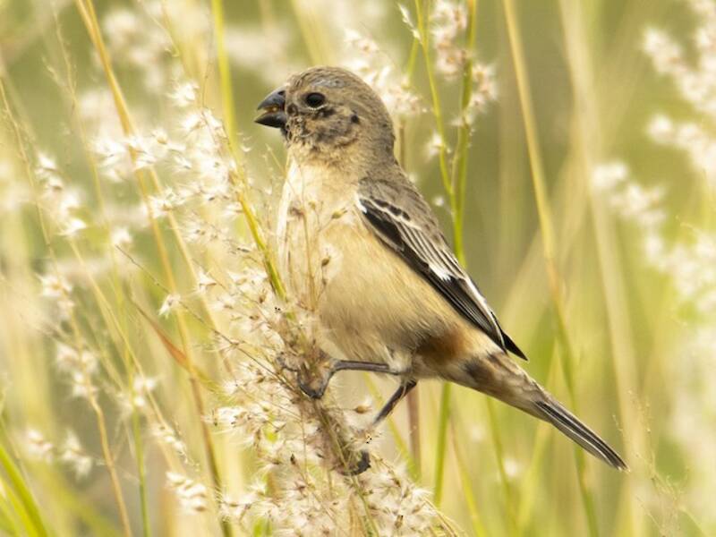 Ibera Seedeater, Photos 2