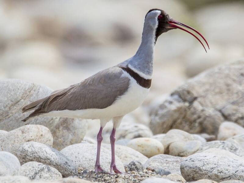 Ibisbill (Ibidorhyncha struthersii)
