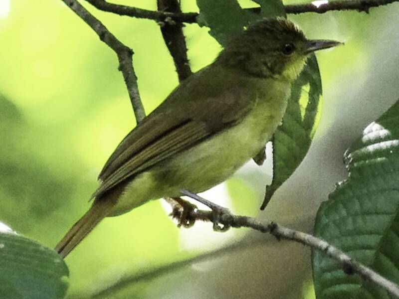 Bulbul ictérin, Photos 3