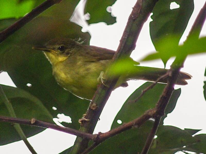 Bulbul Ictérico