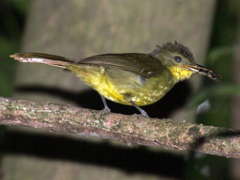 Bulbul ictérin, Photos 2