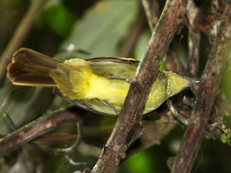 Bulbul ictérin, Photos 4