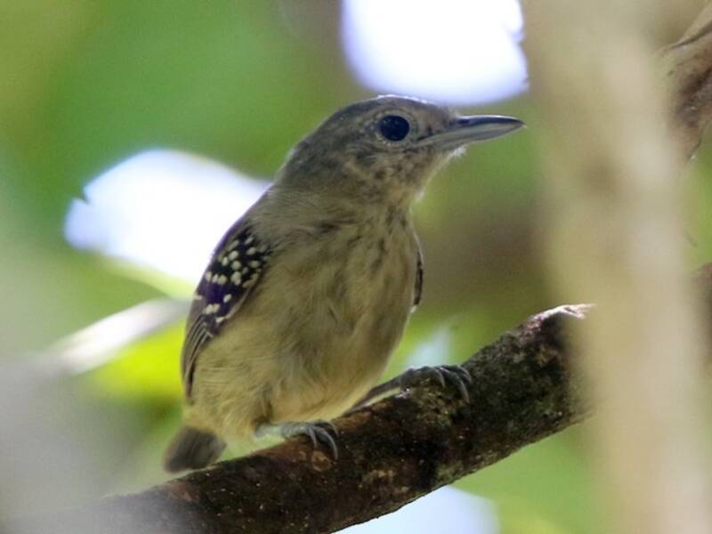 Ihering's Antwren (Myrmotherula iheringi)
