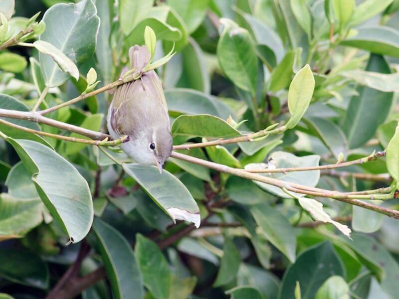Ijima's Leaf Warbler (Phylloscopus ijimae)
