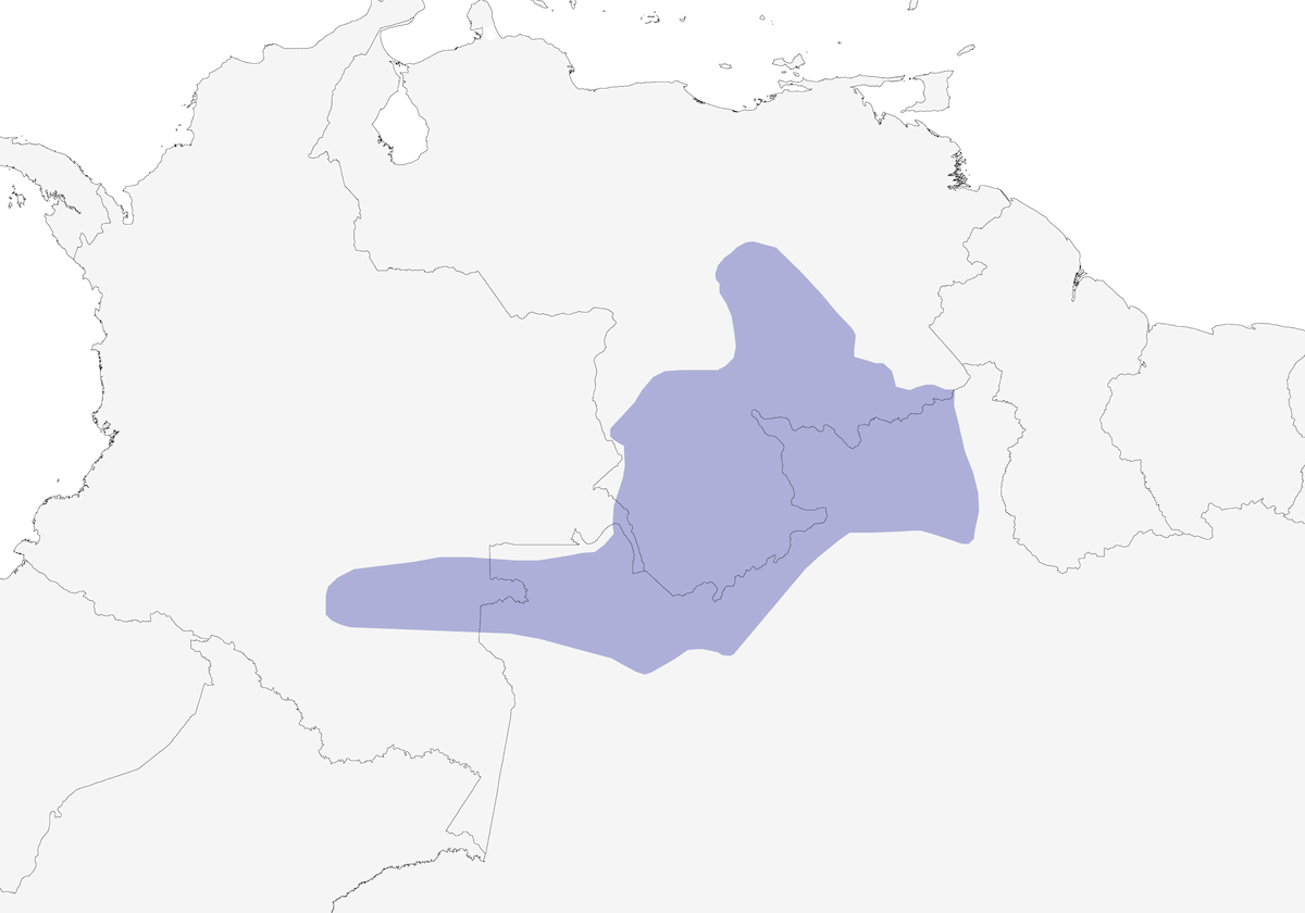 Imeri-Waldameisenvogel, Verbreitung 1