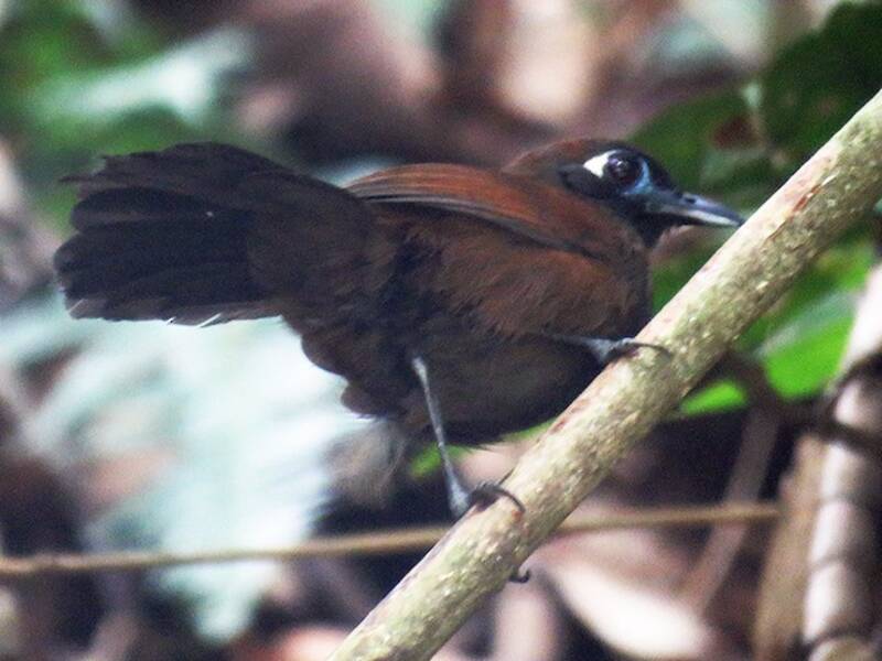 Blue-lored Antbird