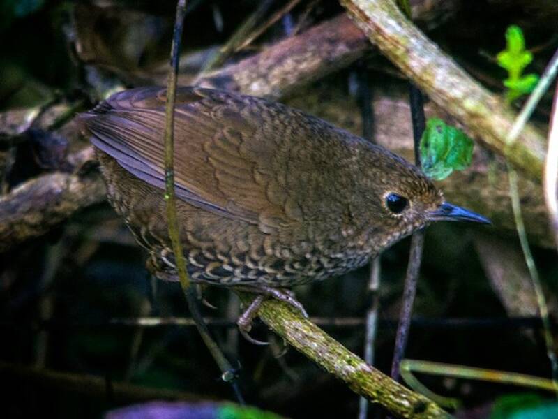 Unbefleckter Schwirrzaunkönig, Fotos 2
