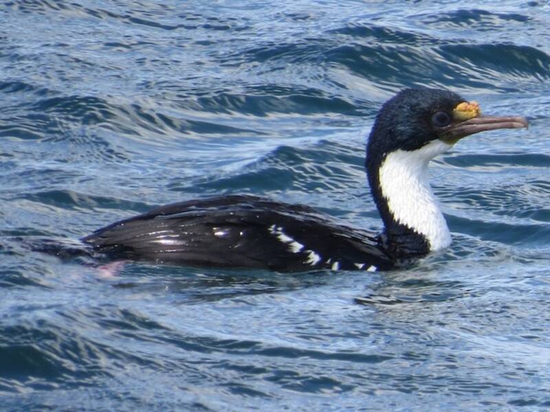 Cormorán imperial, Fotos 3