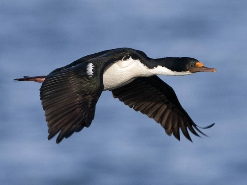 Cormorán imperial, Fotos 4