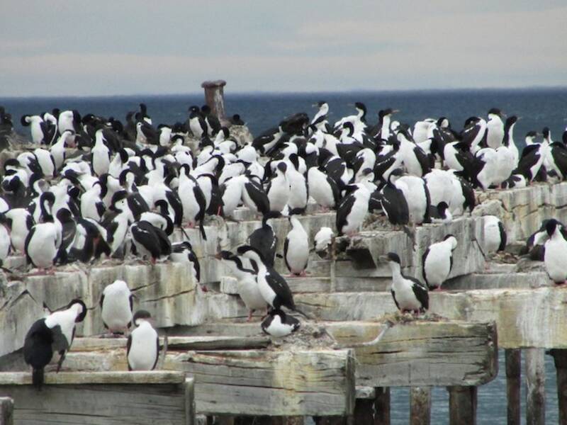 Cormorán imperial, Fotos 2