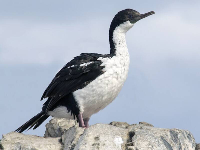 Cormorán imperial