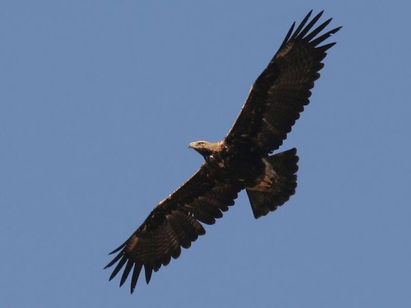 Águila imperial