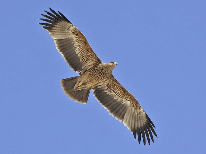 Águila imperial, Fotos 4