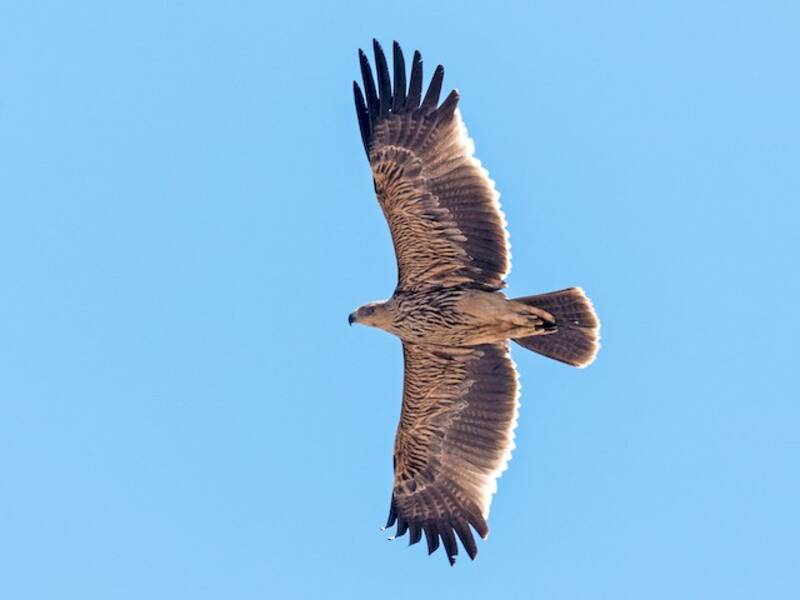 Águila imperial, Fotos 3