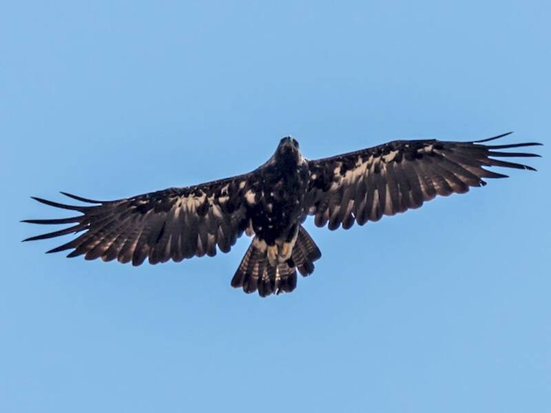Águila imperial, Fotos 2
