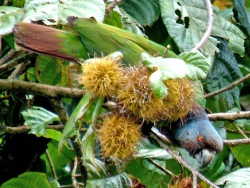 Amazone impériale