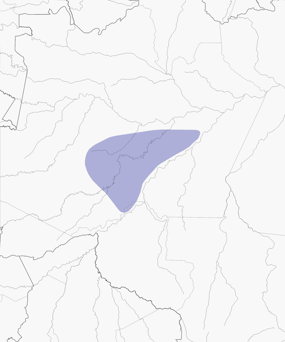 Gobemoucheron de l'Inambari, Distribution 1