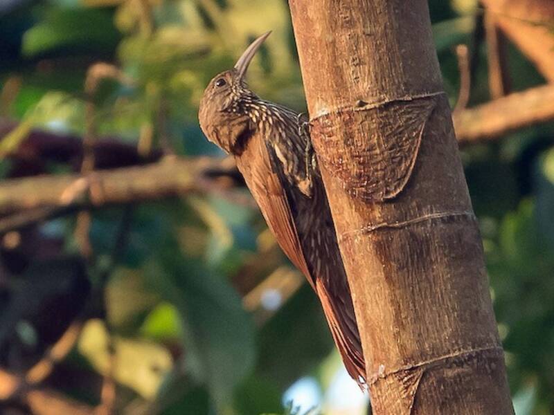 Trepador de Inambari, Fotos 3