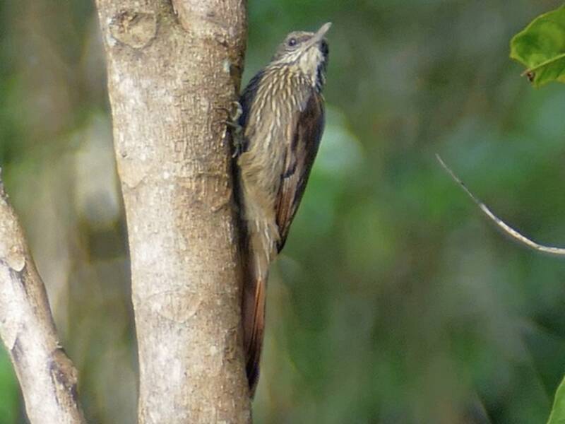 Trepador de Inambari, Fotos 2