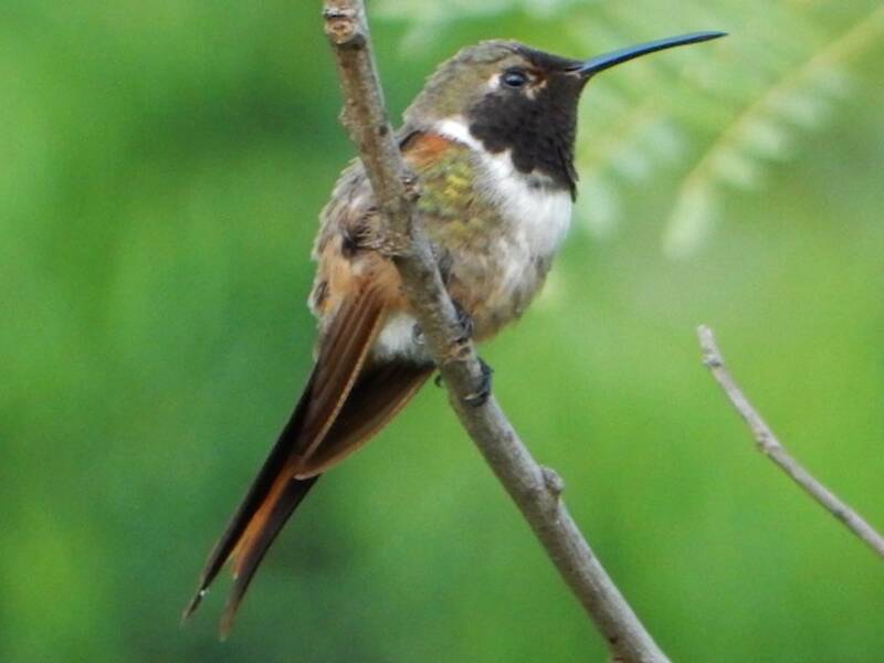 Bahama-Sternkolibri, Fotos 2
