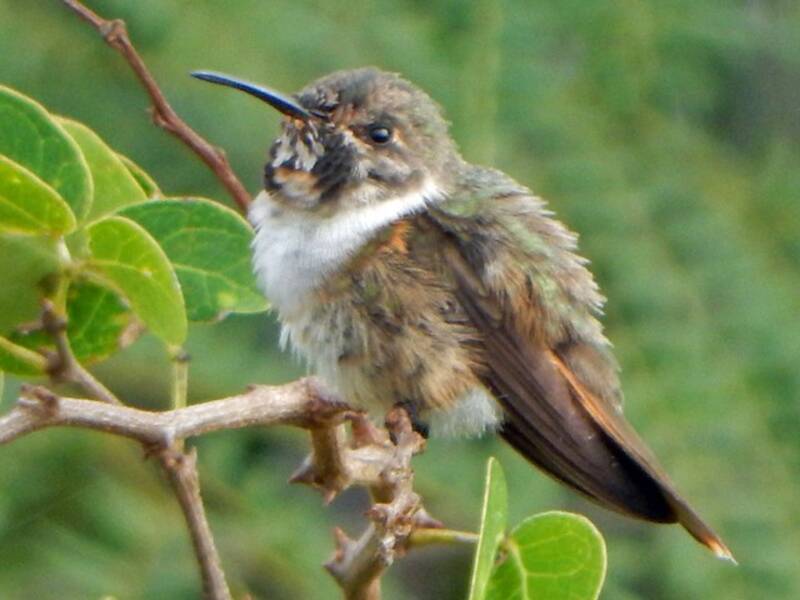 Colibri évelyne