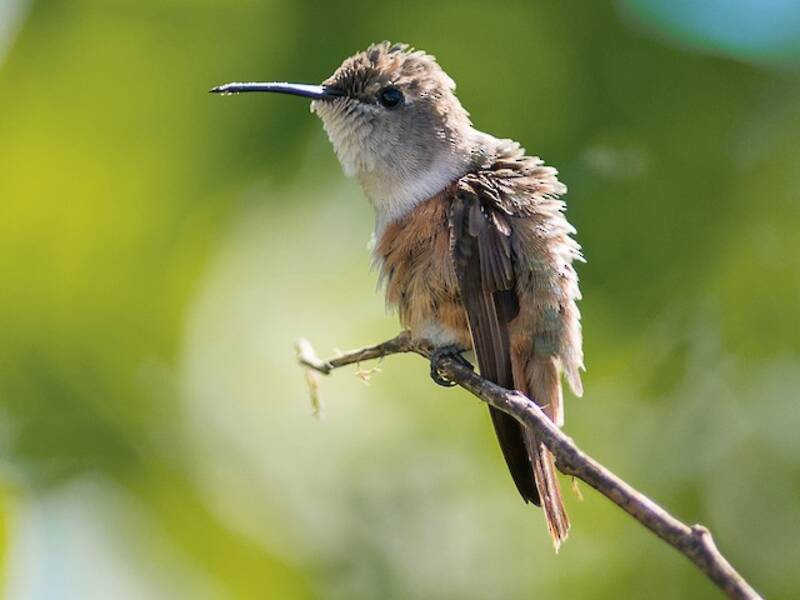 Bahama-Sternkolibri, Fotos 3