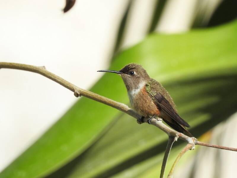 Bahama-Sternkolibri, Fotos 4