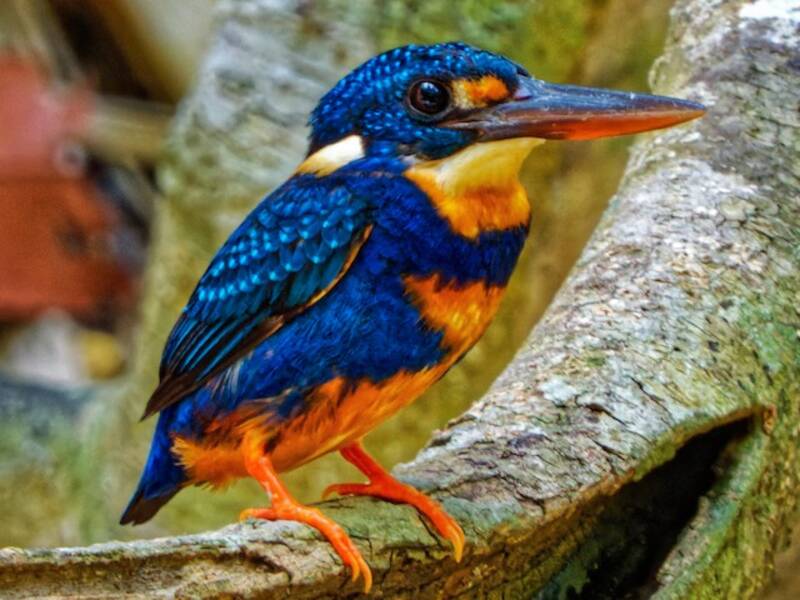 Indigo-banded Kingfisher, Photos 4