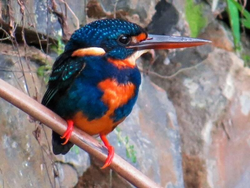 Indigo-banded Kingfisher, Photos 3