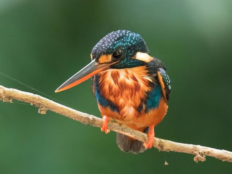 Indigo-banded Kingfisher, Photos 2