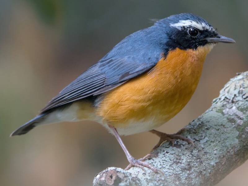 Indian Blue Robin, Photos 4