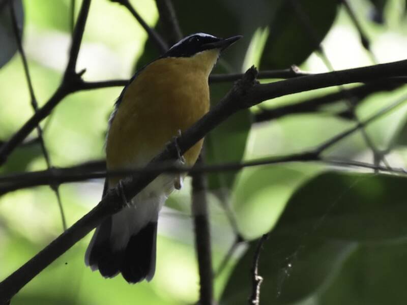 Indian Blue Robin, Photos 3