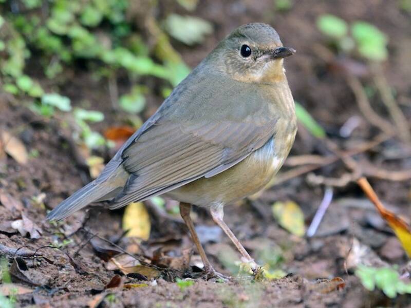 Indian Blue Robin, Photos 2