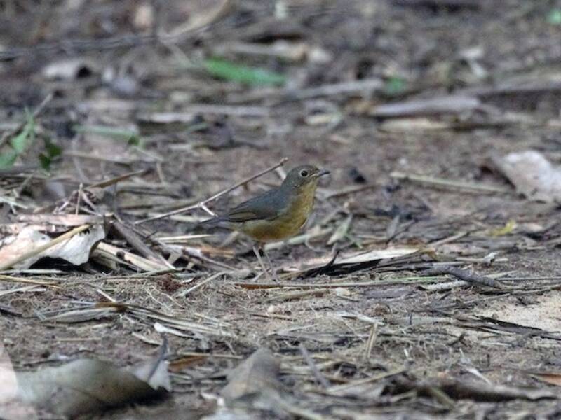 Indian Blue Robin, Photos 1