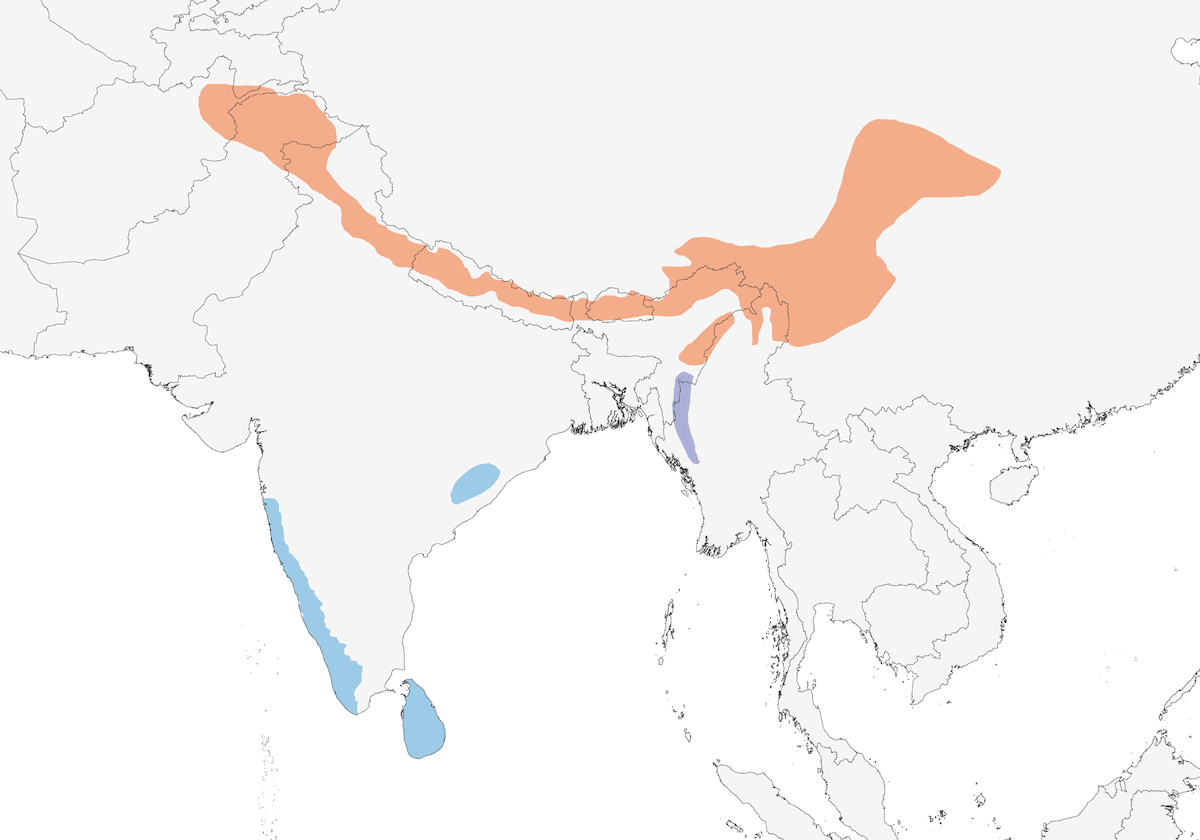 Indian Blue Robin, Distribution 1