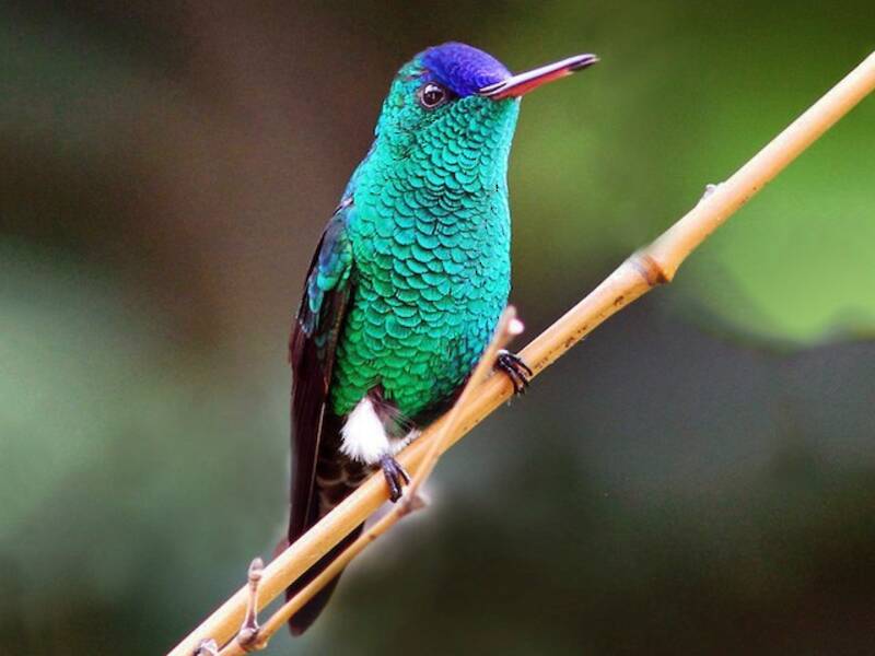 Indigo-capped Hummingbird