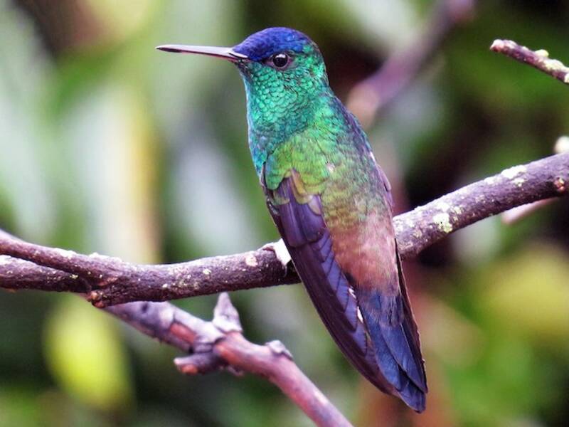 Colibrì dalla calotta indaco, Foto 3