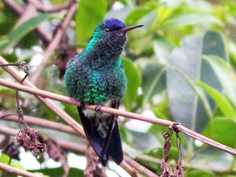 Colibrì dalla calotta indaco, Foto 2
