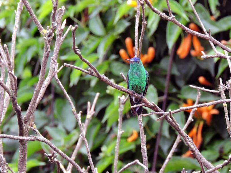 Colibrì dalla calotta indaco, Foto 4