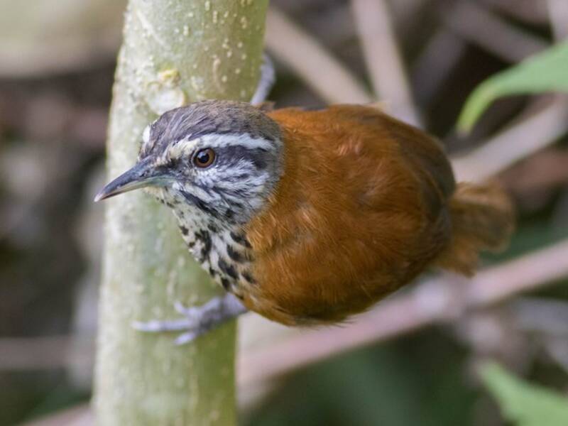 Inca Wren, 照片 2