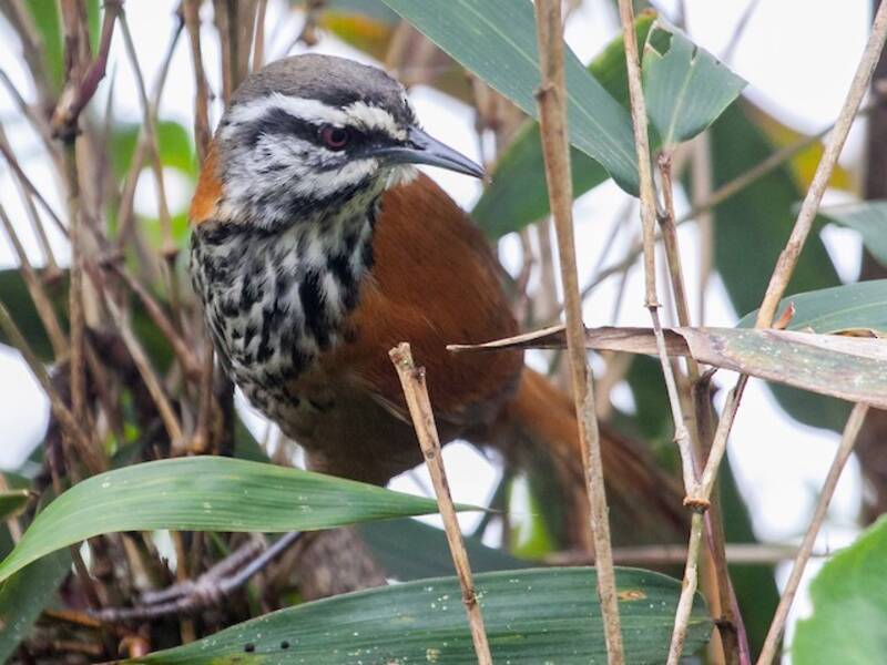 Inca Wren, 照片 3
