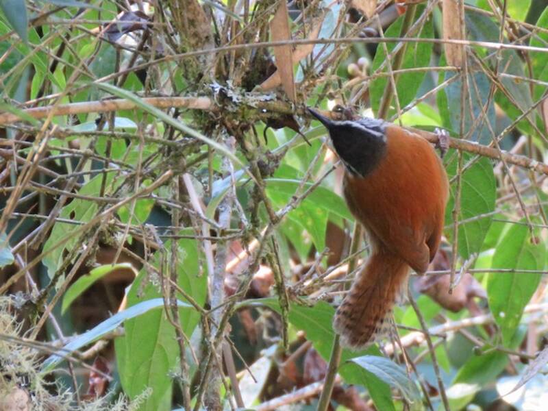 Inca Wren, 照片 4