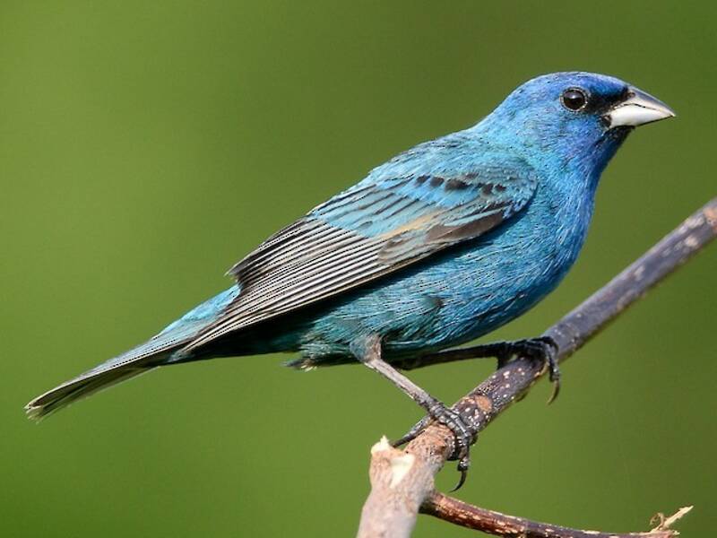 Indigo Bunting (Passerina cyanea)