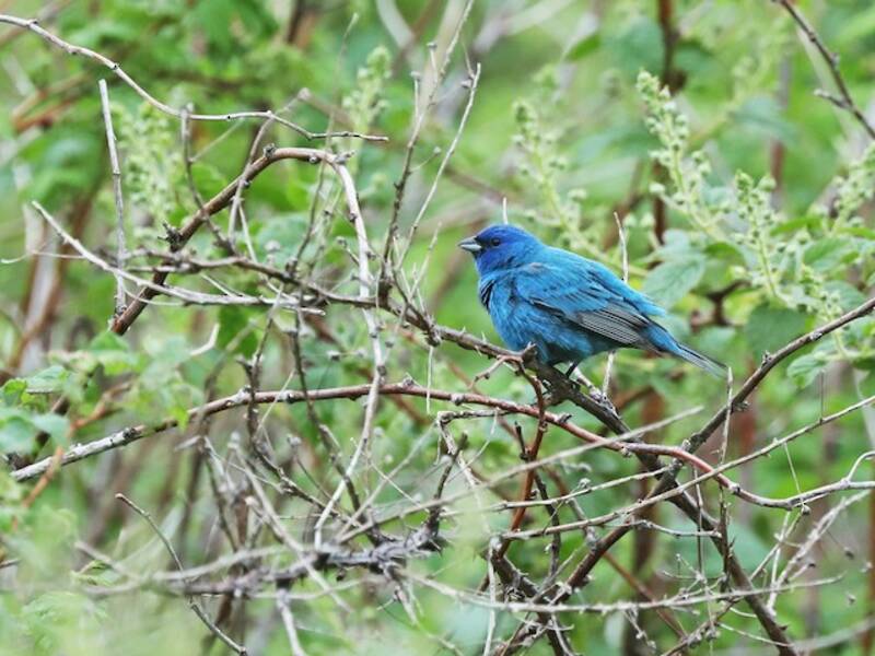 Indigo Bunting, Photos 3